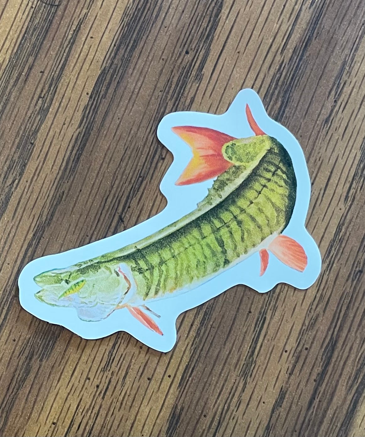 Here Fishy Fishy