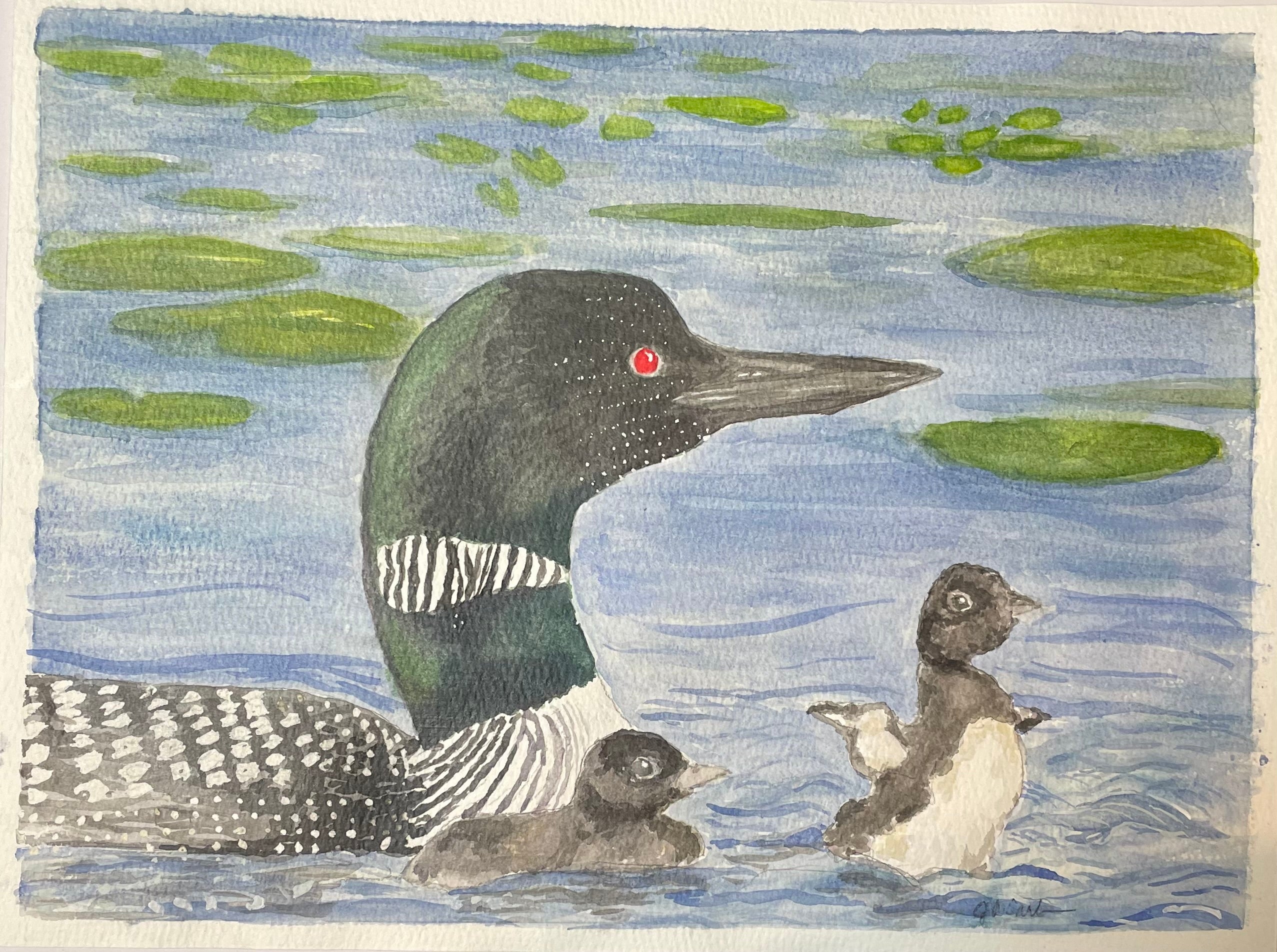 Loons of Starkey Lake