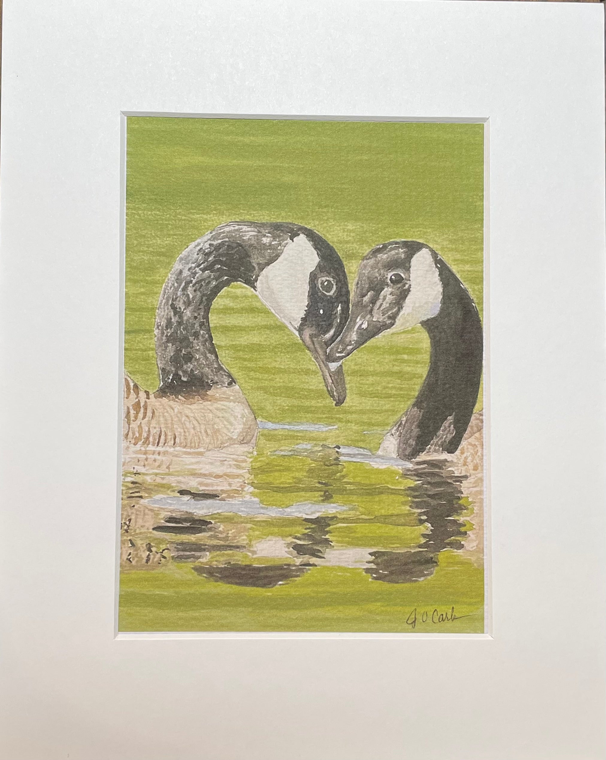 Love is in the air - Canada Geese